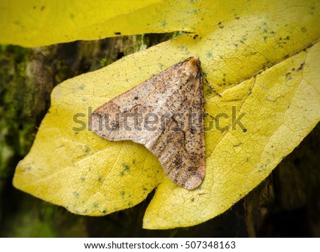 Mottled Umber Moth, Erannis defoliaria. At rest a yellow autumn leaf. Landscape.