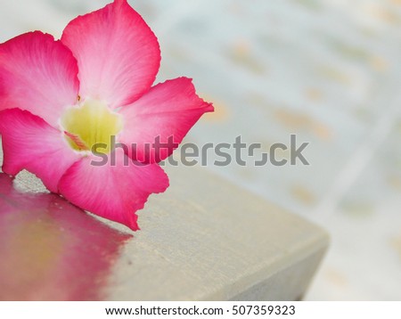 Beautiful red pink adenium on wood with blurred grey background. Medium closeup angle. Flower at the up right corner of the screen. Landscape view.