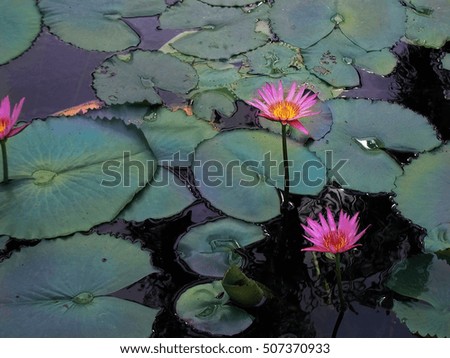 a pond with lotus flowers