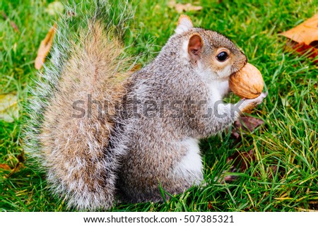 Cute brown squirrel is holding tight a nut in its mouth