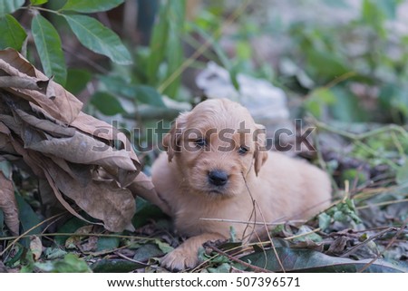 the little puppy golden retriever 