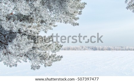 Winter landscape. Nature. The branches of a pine in hoarfrost on a background of snow, the white box.