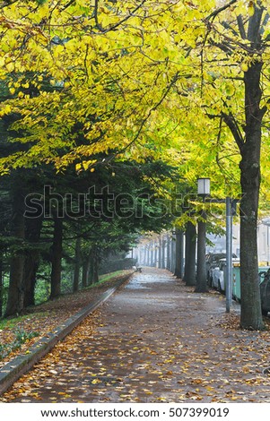 Quiet street autumn, fallen leaves, and guy  walking far.