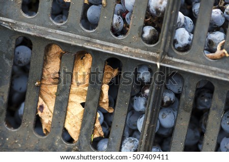 Bars of crates and Merlot grapes. Selective focus