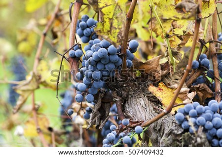 Merlot cluster on a vine. Selective focus