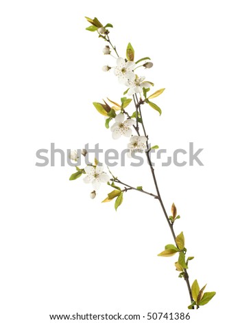 cherry  in blossom isolated on white. very shallow depth of field
