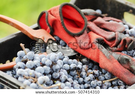 Gloves and secateurs in a crate with grapes. Selective focus