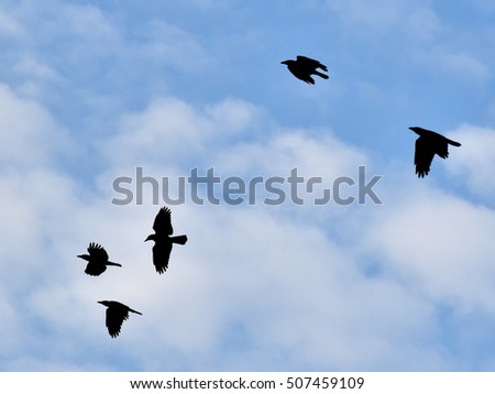 A murder of five crows flying, against blue sky and white clouds