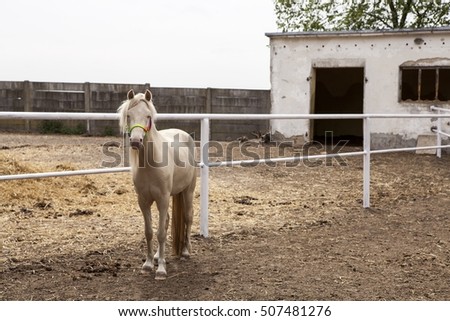 horse in the yard Royalty-Free Stock Photo #507481276