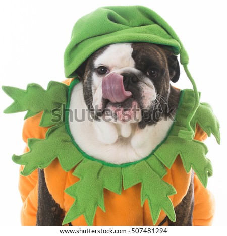 dog wearing a pumpkin costume on white background