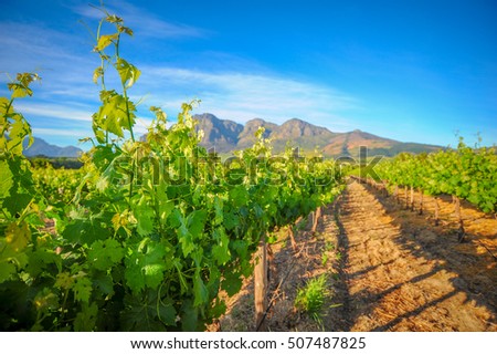 Vibrant Landscape with vineyards in sprin green with Mountains in the background Royalty-Free Stock Photo #507487825