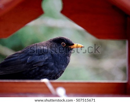 blackbird in a bird house