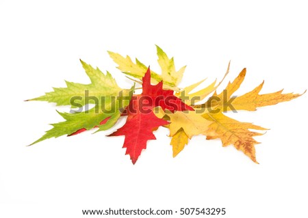 colored maple leaves. autumn. isolated on white background.