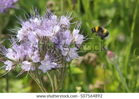 Phacelia Borage Family (Boraginaceae) forage crop for bees