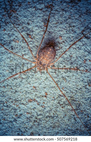 Skinny spider on the wall