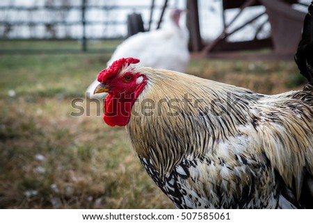 heritage chicken breed