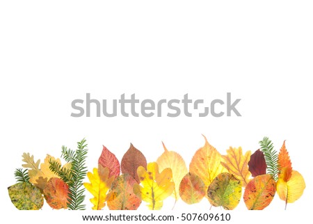 Background with various autumn leaves and isolated on white