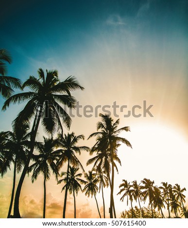 Sunset with view of several palm tree