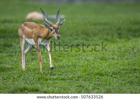 Antelope on green grass background, blackbuck (Antilope cervicapra)