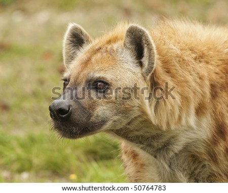 Alert Hyena