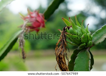 Agriculture green fresh Dragon fruit, Pitaya  in farm for harvest 