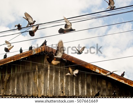 Pigeons on the wires, in blue sky.