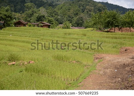 Green Paddy jasmine rice farm in Thailand