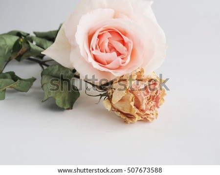 Fresh rose and dried roses on white background