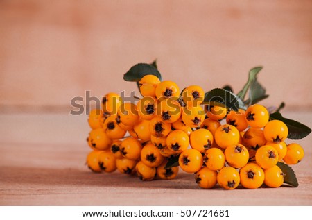 Pyracantha isolated on wood background. Nature objects