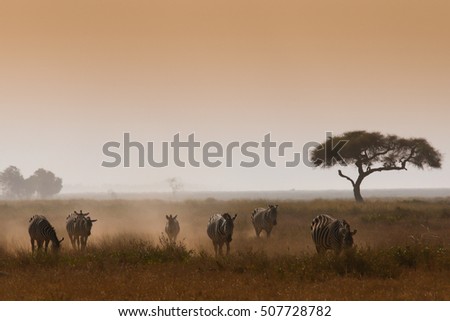 Zebra on dusty african landscape