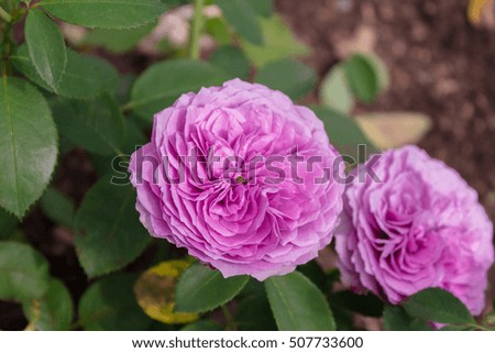 Blooming Lavender Ice roses in a garden in the afternoon
