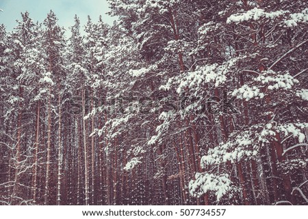 snowy forest with pine trees. Winter landscape