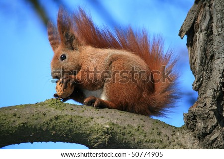 Beautiful redhead squirrel sits on a tree and gnaws a nut