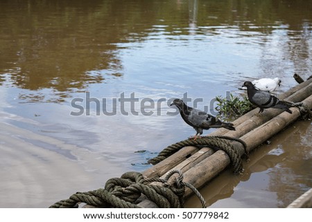 Pigeons near water