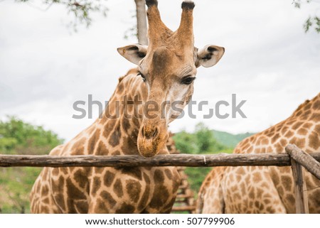 Giraffe in Safari.