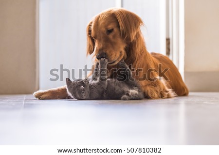 short haired golden lab