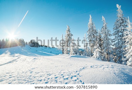 Majestic winter trees glowing by sunlight. Picturesque and gorgeous wintry scene. Location place Carpathian national park, Ukraine, Europe. Alps ski resort. Beauty world. Blue toning. Happy New Year!