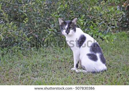 a black and white cat sit on grass looking at camera