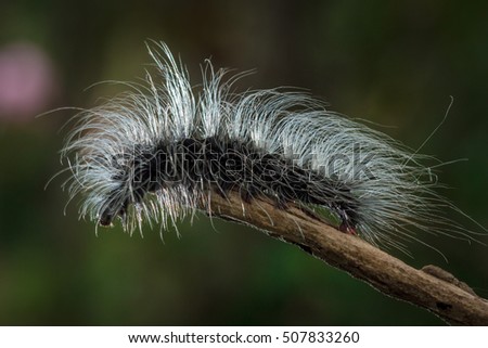 Slug caterpillars furry shape beautifully.