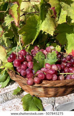 Red grapes in basket, background vineyard.