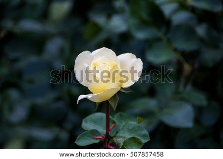 Beautiful white rose. Single flower close up on green background