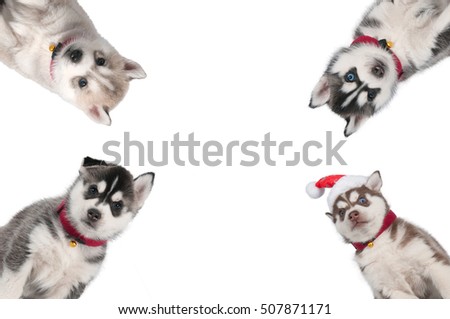 Four husky puppies, in portrait, sitting in front of the picture corners