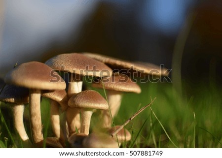 a group of mushrooms in the grass