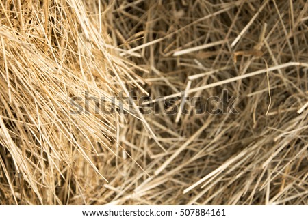 Background of dry straw, macro shot. Hay.