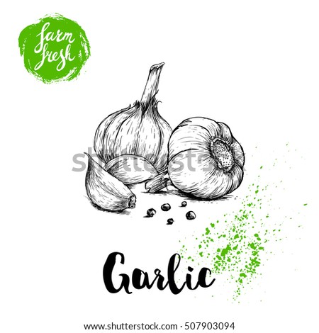 Hand drawn sketch garlic group with black pepper. Fresh farm food vector illustration. Farm vegetables poster.
 Royalty-Free Stock Photo #507903094