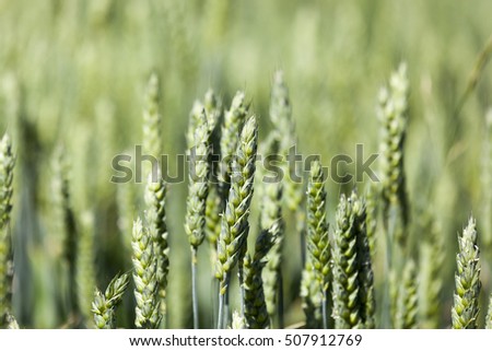   close-up pictures taken unripe green cereals  in summer