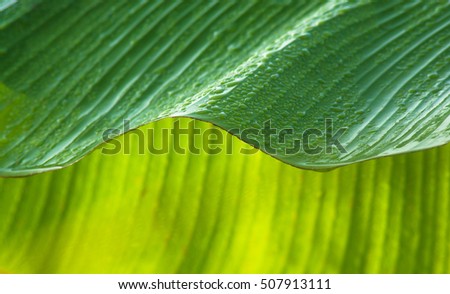Dew on banana leaf background