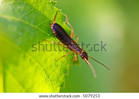 Detail (close-up) of the earwig.
