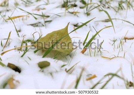 Green leaf and first snow