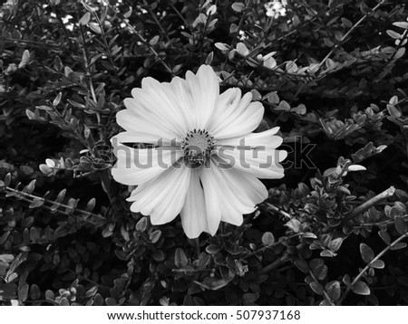 Cosmos flower in black and white photo background